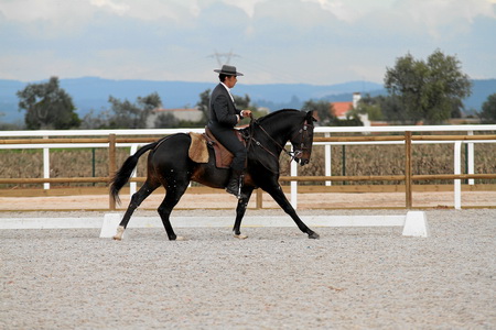 XXXVII FEIRA NACIONAL DO CAVALO – GOLEGÃ 2012