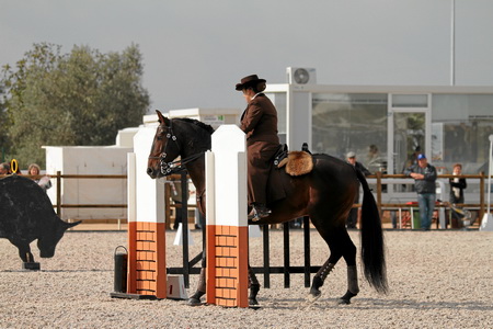 XXXVII FEIRA NACIONAL DO CAVALO – GOLEGÃ 2012