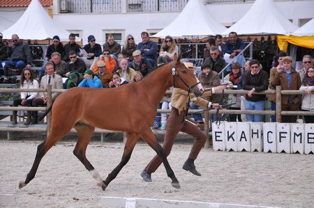 EXPOEGUA 2013 – GOLEGÃ