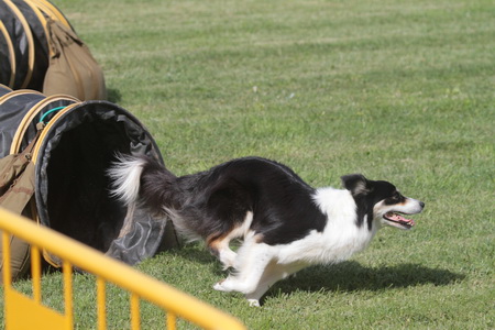 AGILITY – CAMPEONATO REGIONAL SUL EM ABRANTES