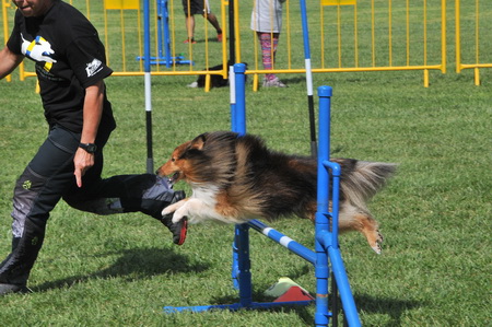 AGILITY – CAMPEONATO REGIONAL SUL – ABRANTES 2014