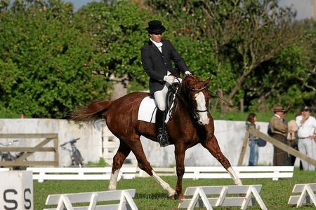 5ª FEIRA - 9/11/06 - CONCURSO DE DRESSAGE NACIONAL - C3 E S. JORGE