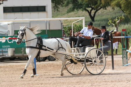 10 FESTIVAL HIPICO (S.OBSTACULOS)DE St AMARO