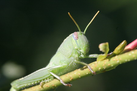 INSECTOS